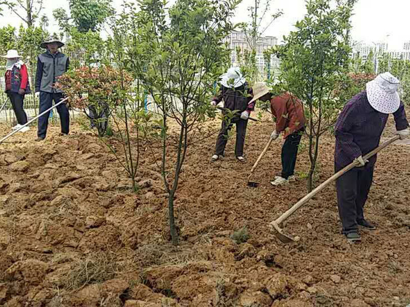 树木种植